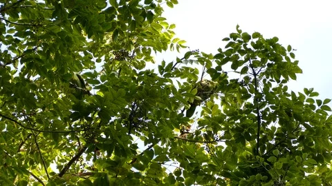 Mealy Parrot cutting leafs Video stock 114635468
