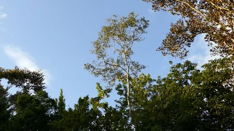 Mealy Parrot flying from a tree Video stock 114664450