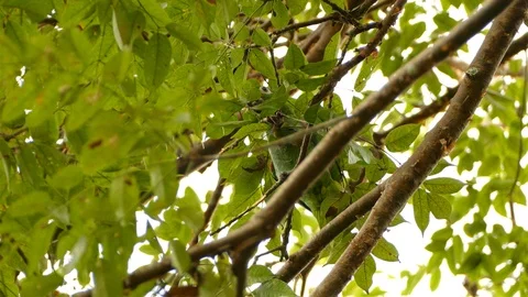 Mealy Parrot foraging behind the leafs Video stock 114666497