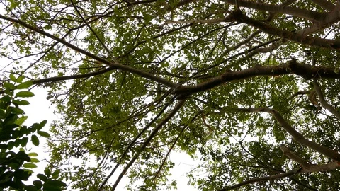 Mealy Parrot perched in the canopy Video stock 114666876