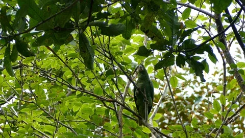 Mealy Parrot is perching alone Video stock 114687604
