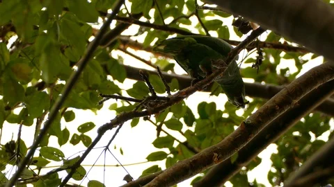 Mealy Parrot using its strong beak Stock Footage 114666869