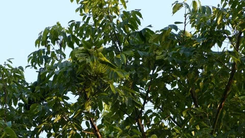 Mealy Parrots vocalizing in the canopy Video stock 114636331