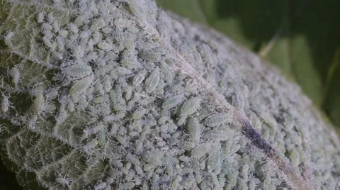Mealy plum aphid 動画素材 50753901