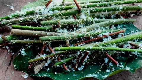 Mealybug Colony on a Hibiscus Tree Branch - Flatlay Timelapse Video Video stock 338239165