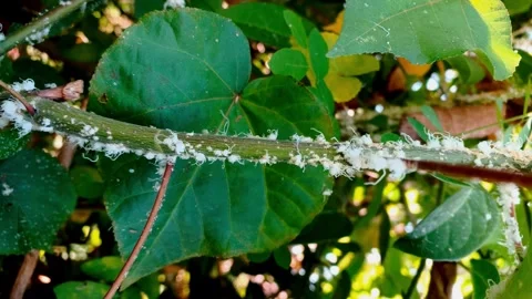 Mealybug Infestation on Beach Hibiscus Trunk In the Wild Habitat - Timelapse Stock Footage 338239155