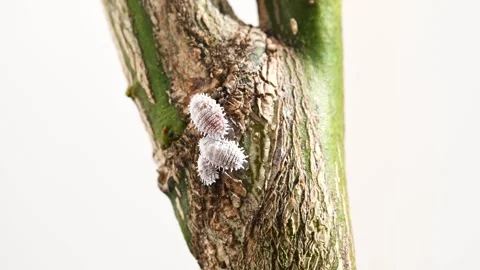Mealybug infestation on citrus tree leaves, macro video Stock Footage 330272476