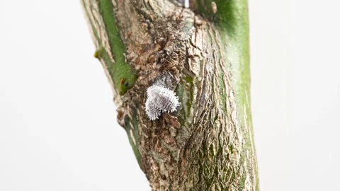 Mealybug infestation on citrus tree leaves Stock Footage 330272479