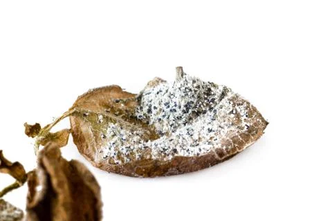 Mealybug on a leaf Stock Photos