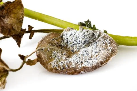 Mealybug on a leaf Photos