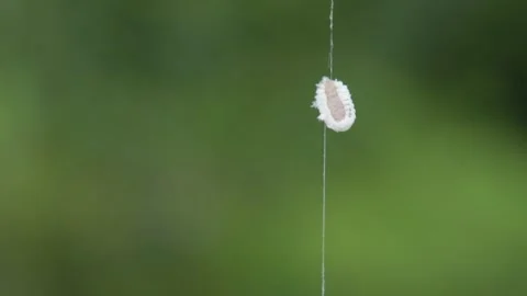 Mealybug Macro Close Up 01 - Hanging on Spider Silk Strand Видео 343022446