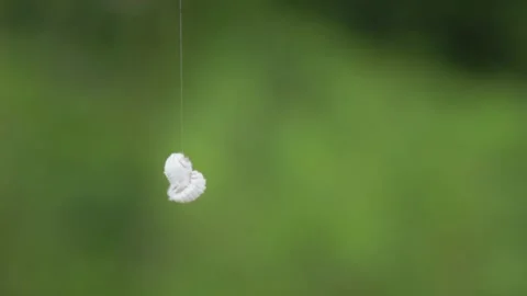 Mealybug Macro Close Up 02 - Spinning and Dangling on Spider Silk Strand Видео 343022460