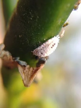 Mealybug Stock Photos