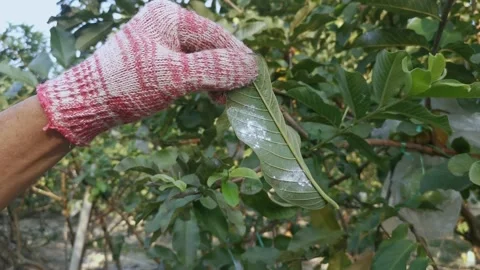 Mealybug pseudococcidae Stock Footage 150142435