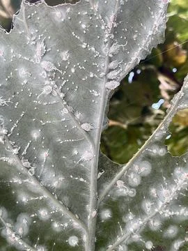 Mealybugs and Scale Insects Infestation on a Green Leaf Stock Photos