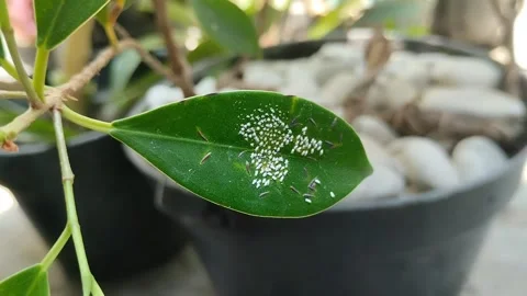Mealybugs attack plants Video stock 285593185
