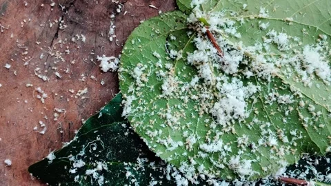 Mealybugs Swarming Hibiscus Leaf Underside - Flatlay Macro Timelapse Stock Footage 338239187