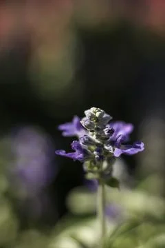 Mealycup Sage Stock Photos