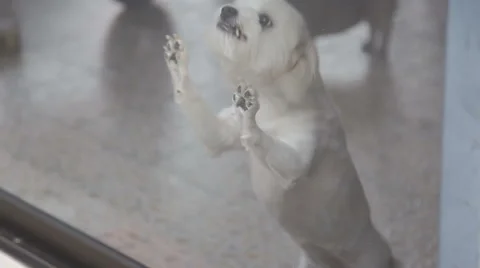 Mean Dog Barking Stock Footage 64347503