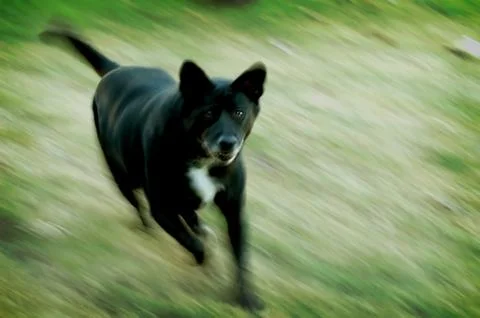 Mean dog Stock Photos