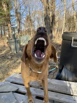 Mean Dog Stock Photos
