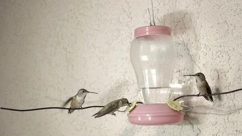 Mean Hummingbird back bite and fight 240fps slow motion Stock Footage 90683809