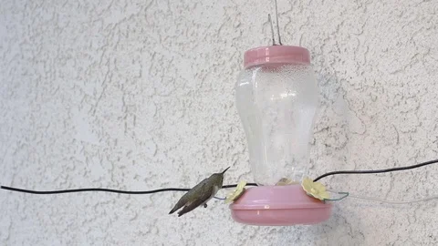 Mean Hummingbird throws one other off feeder 240fps slow motion Stock Footage 90683322