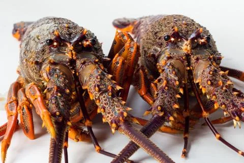 Mean looking crayfish Stock Photos