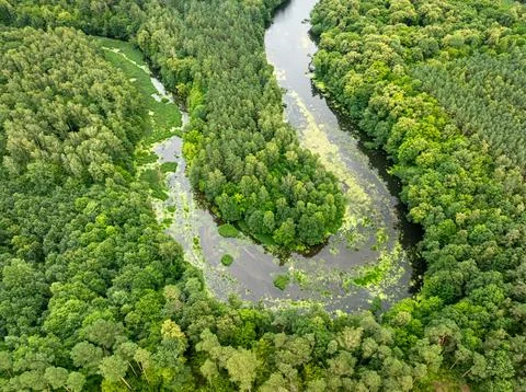 Meandering river path through lush green forest in summer, Poland. Stock Photos