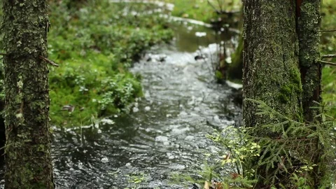 Meandering stream in green rainforest Stock Footage 84877714