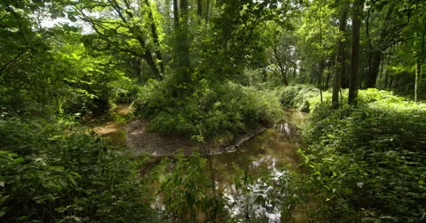 Meandering stream with oak trees, Europe, Netherlands, 4K Stock Footage 68094097