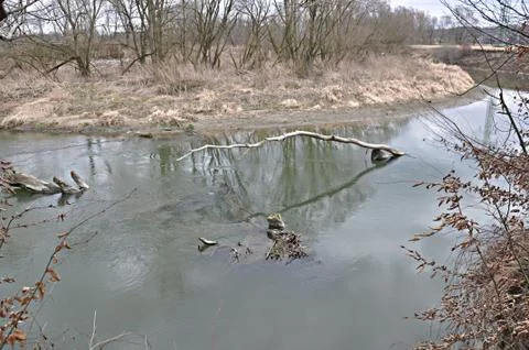 Meanders of the river Odra Stock Photos
