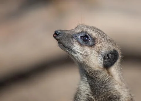 Mear cat Stock Photos