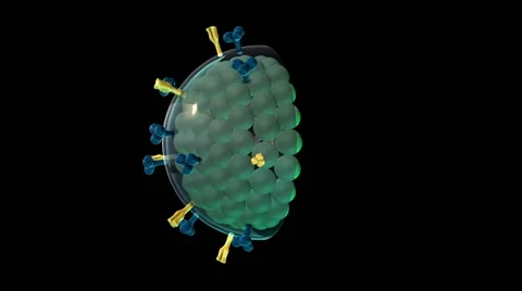 Measles virus, animation Stock Footage 64822541