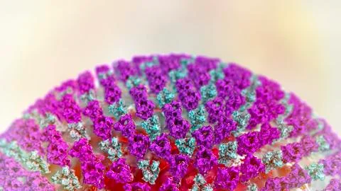 Measles virus, surface structure Illustrazione stock