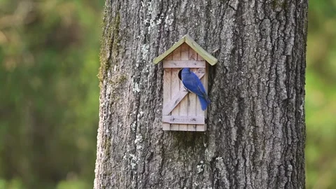 MEasternBluebirdatNest Stock Footage 243400117