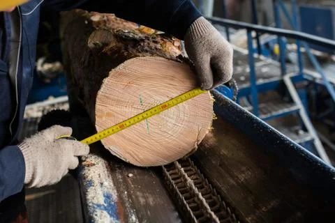 Measure tree's diameter Stock Photos