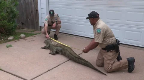 Measuring Alligator Stock Footage 53893489