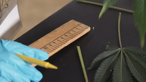 Measuring a cannabis leaf Stock Footage 101033682