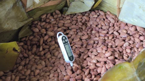 Measuring Cocoa Bean Temperature Post-Fermentation 스톡 동영상 311994164