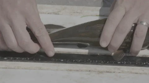 Measuring A Fish On A Table Stock Footage 149514388