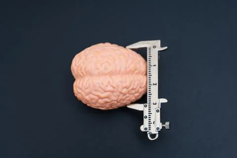 Measuring Human Brain Model With Caliper Tool On Black Background Foto stock