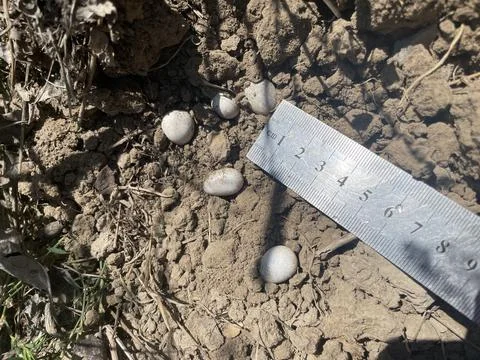 Measuring lizard eggs size and dimensions Stock Photos