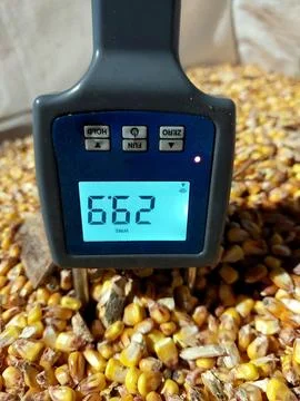 Measuring Moisture Level in Corn Grain Using a Handheld Device on a Farm in.. Stock Photos