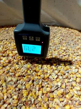 Measuring Moisture Level in Corn Grain Using a Handheld Device for Accurate.. Stock Photos