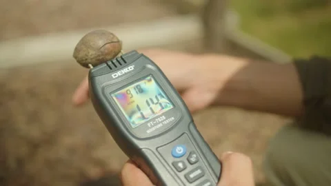 Measuring sun-dried nuts Stock Footage 213232562