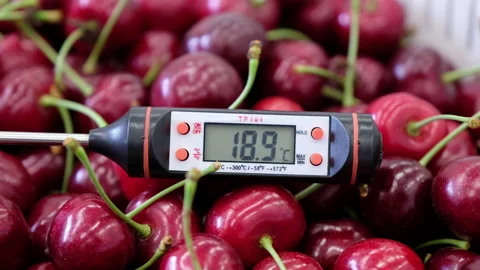 Measuring the temperature of cherries after cooling. Stock Footage 157904444
