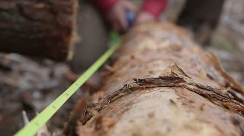 Measuring wood logs Video stock 34304479