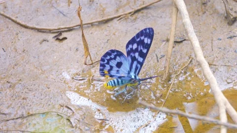 Measuring worm moth drinks water Stock Footage 316174538
