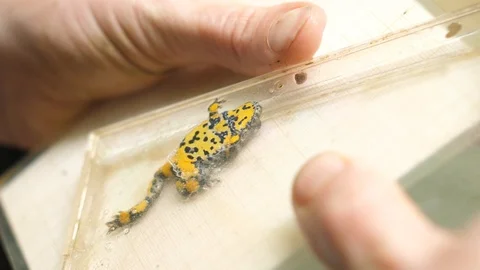 Measuring a yellow bellied toad in a CD case for science purpose.  Stock Footage 95542211